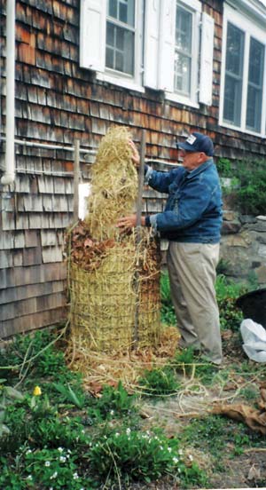 With some cold-weather protection, fig trees can be grown even in northern regions.
